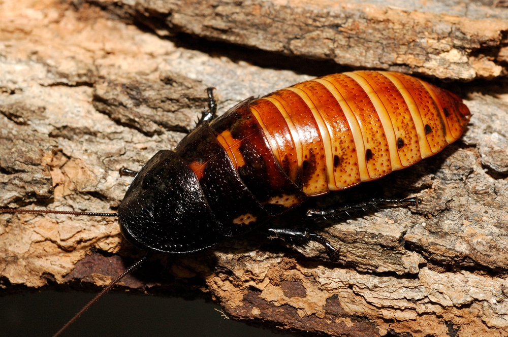 The Original Bronx Zoo 'Name-a-Roach' Returns for Valentines Day